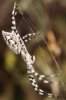Argiope lobata
