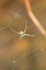 Argiope lobata