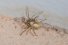 Argiope sp.