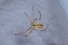 Argiope sp.