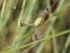 Argiope sp.