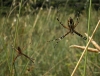 Argiope bruennichi Argiope bruennichi