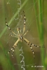 Argiope bruennichi Argiope bruennichi