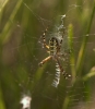 Argiope bruennichi Argiope bruennichi