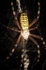 Argiope bruennichi Argiope bruennichi
