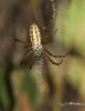 Argiope bruennichi Argiope bruennichi
