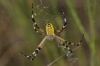 Argiope bruennichi Argiope bruennichi