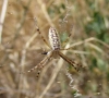 Argiope bruennichi Argiope bruennichi