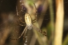Argiope bruennichi Argiope bruennichi