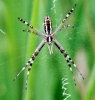 Argiope bruennichi Argiope bruennichi