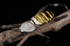 Argiope bruennichi Argiope bruennichi