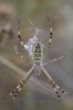Argiope bruennichi Argiope bruennichi