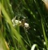 Argiope bruennichi Argiope bruennichi