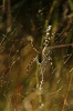 Argiope bruennichi Argiope bruennichi
