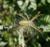 Argiope bruennichi Argiope bruennichi
