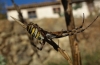 Argiope bruennichi Argiope bruennichi