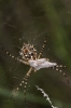 Argiope lobata