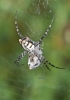 Argiope lobata