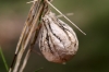 Argiope sp.