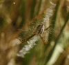 Argiope sp.