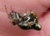 Cyclosa sp.