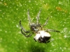 Cyclosa sp.