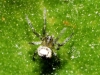 Cyclosa sp.