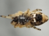 Cyclosa sp.