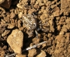 Cyclosa sp.
