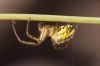 Mangora acalypha