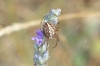 Neoscona adianta
