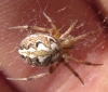 Neoscona adianta
