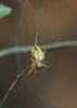 Neoscona adianta