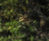 Neoscona adianta