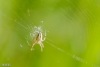 Neoscona adianta