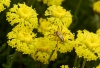Neoscona adianta