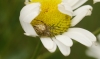 Neoscona adianta