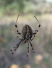 Neoscona adianta