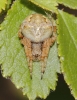 Neoscona subfusca