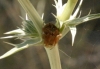 Neoscona subfusca