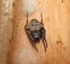 Nuctenea umbratica