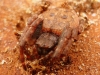 Nuctenea umbratica