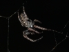 Nuctenea umbratica