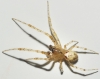 Zygiella atrica