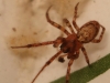Zygiella sp.