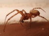 Zygiella sp.