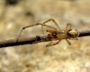 Zygiella atrica