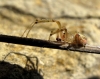 Zygiella atrica
