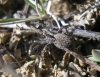 A identificar