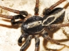 Alopecosa albofasciata 2d3